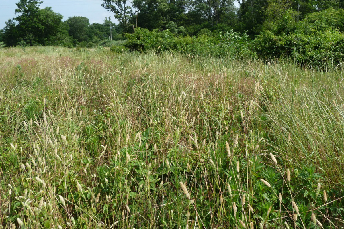 Maygrass, shown growing wild here near King's Bayou Ditch in Arkansas, was an important food source for Native Americans in early spring when other crops were a long way from harvest. Although there is no evidence that maygrass was fully domesticated, excavations at Cahokia and many other American sites confirms that the small grain heads were harvested and stored in large quantities for later use. Photo by Gayle Fritz.