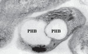 bioplastic from microbe