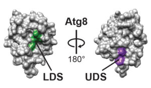 ATG8 Binding Site