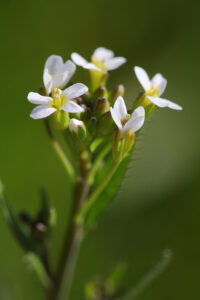 Arabidopsis thaliana