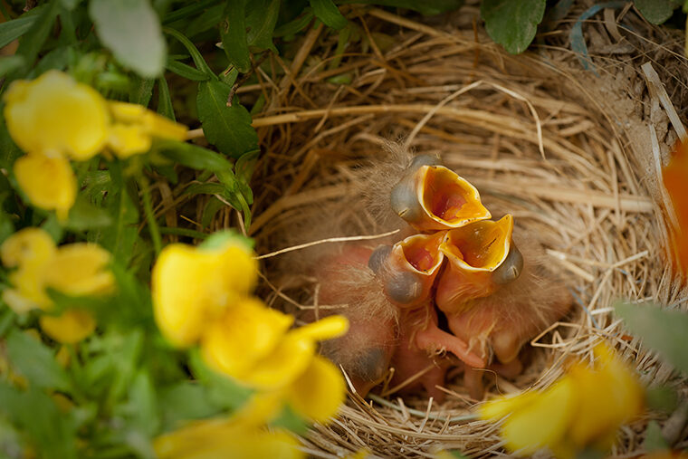 Robins in nest