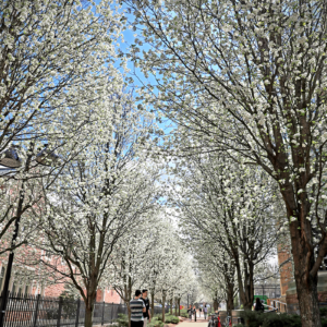 flowering trees