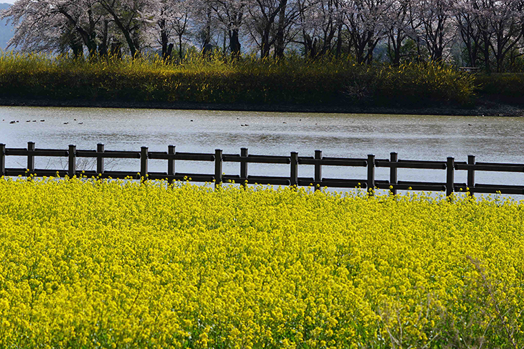 Indian mustard