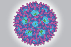 chikungunya virus image