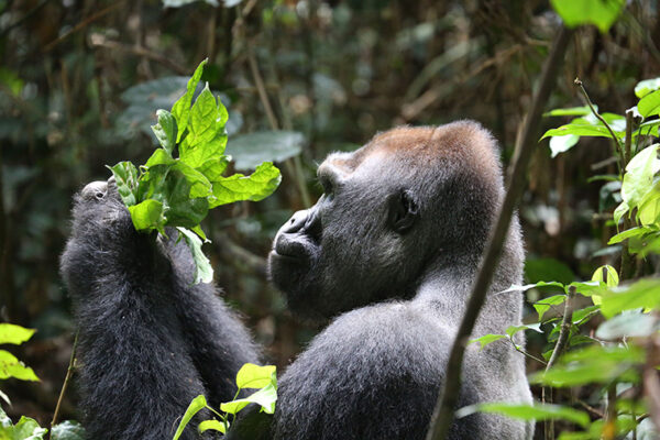 Northern Congo declining under logging pressure