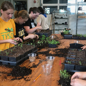 planting seedlings