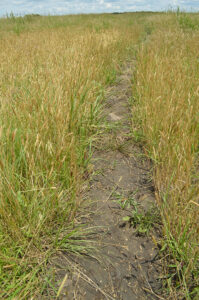 So-called 'little barley' is one of the small-seeded crop progenitors that Mueller has identified in stands around a bison paths