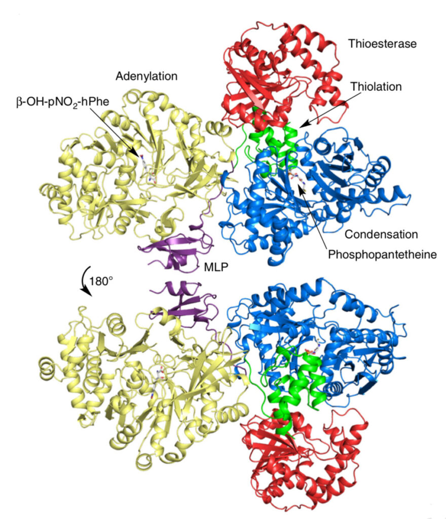 Obafluorin enzyme