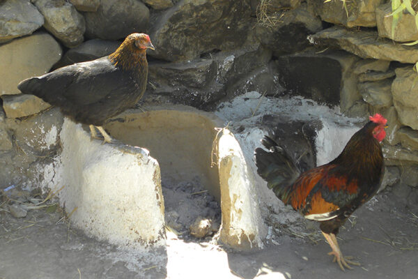 Long live the long-limbed African chicken