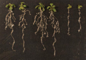 Arabidopsis roots