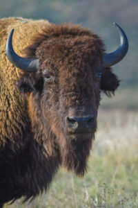 Bison