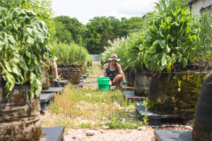 mesocosm