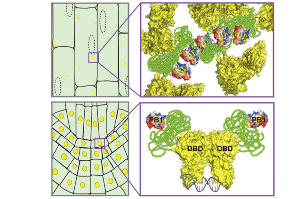 Sticky proteins help plants know when — and where — to grow