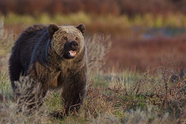 WashU Expert: Proposed changes will stamp out ‘countless species’