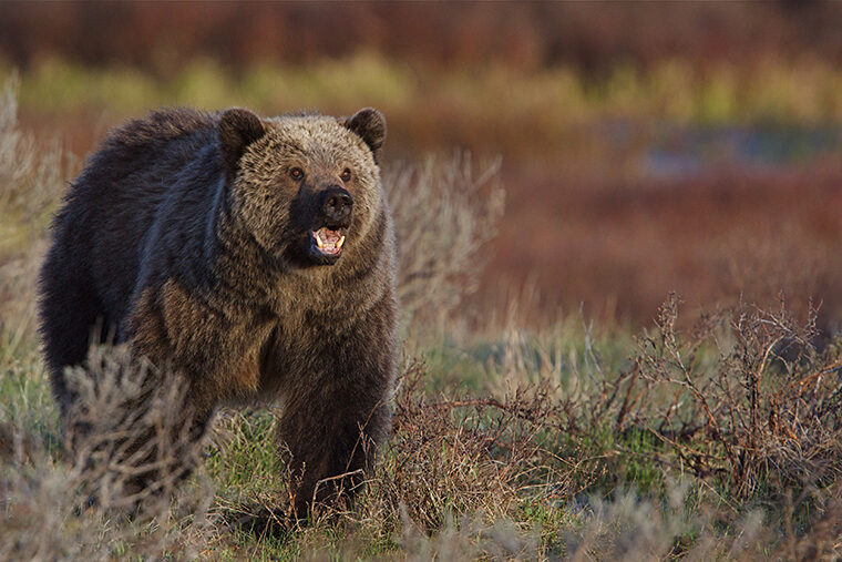 grizzly bear