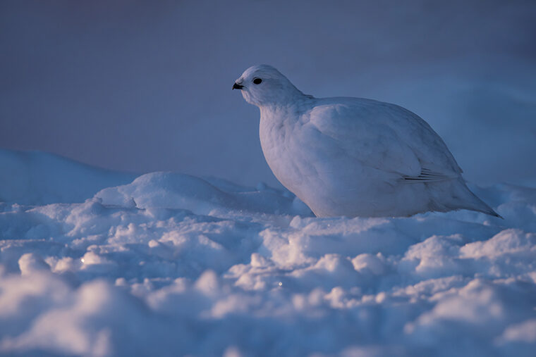 Ptarmigan