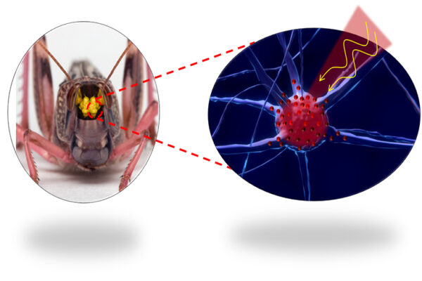 Light-activated nanoheaters may control nerve cells, locust mind