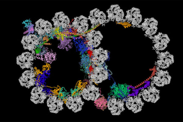 Scientists unravel mysteries of cells’ whiplike extensions