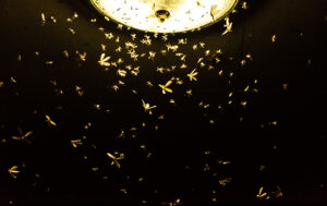 insects at light