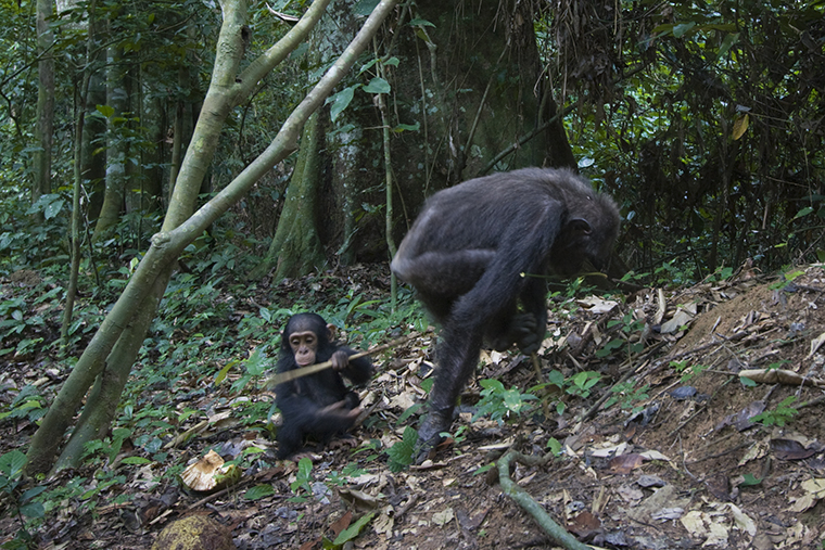 two chimpanzees