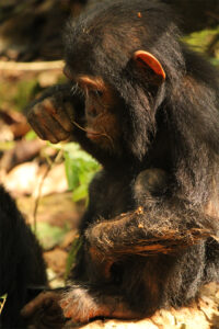 Infant chimpanzee