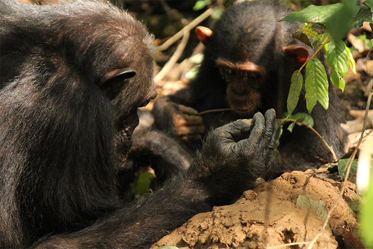 two chimpanzees