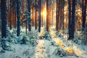 light through trees