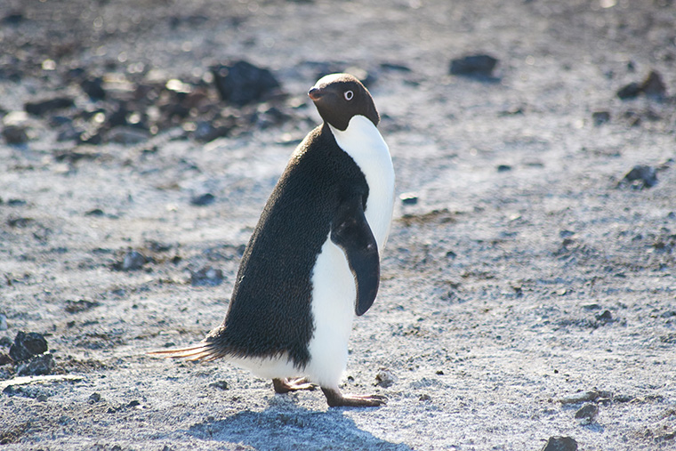 penguin