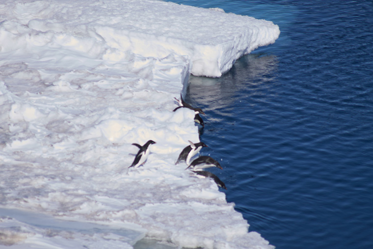 penguins