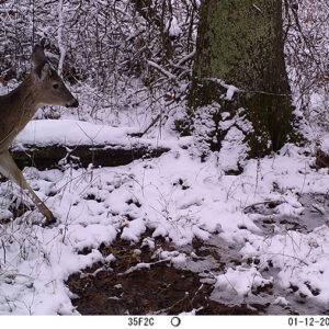 Deer in snow