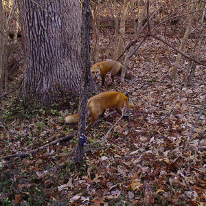 Red foxes