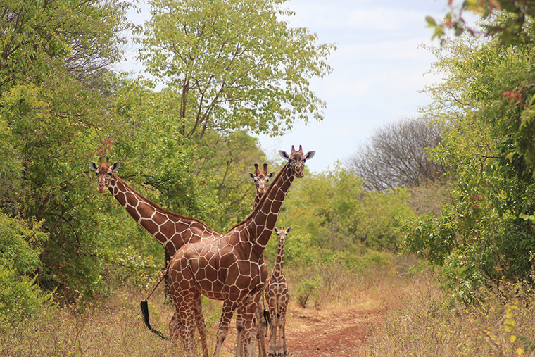 Giraffe family