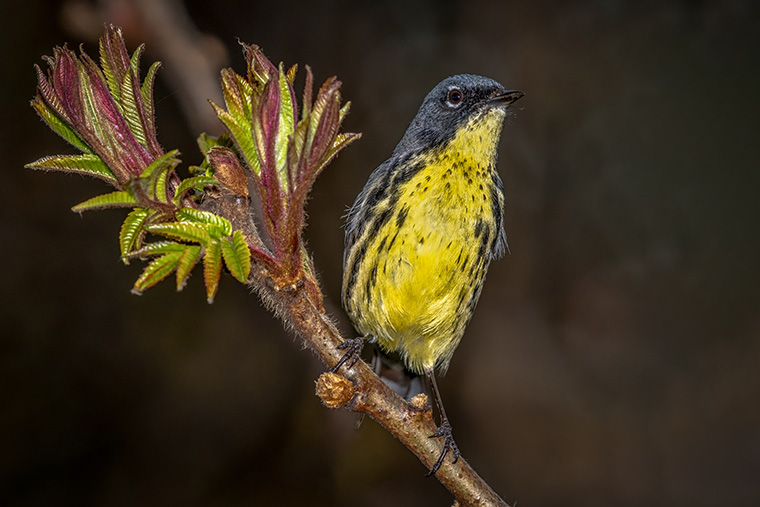 Kirtland's warbler