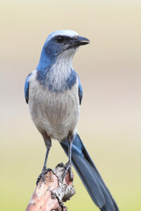 Florida scrub jay