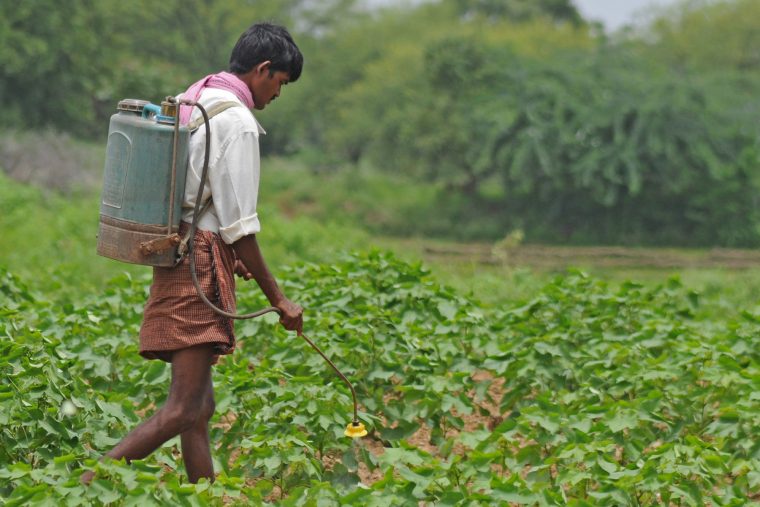 Bt cotton in India