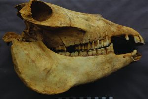 Donkey skull