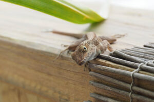 Anolis cristatellus