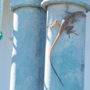 Anolis cristatellus