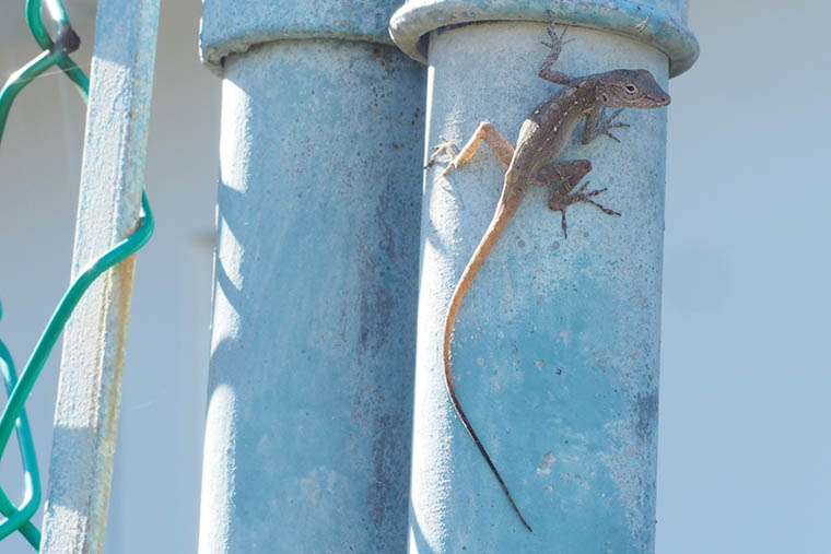 Anolis cristatellus