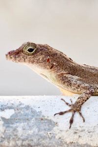 Anolis cristatellus