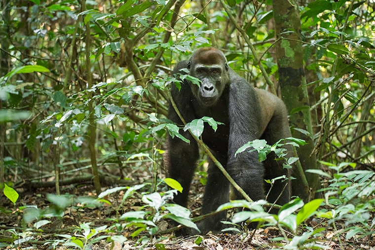 Western lowland gorilla