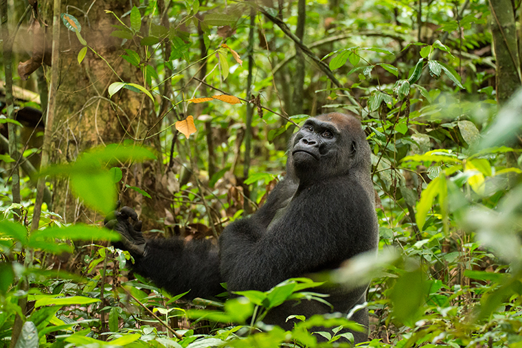 Western lowland gorilla