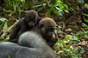 Western lowland gorilla