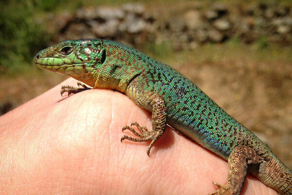 Lizards develop new ‘love language’