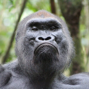 silverback gorilla