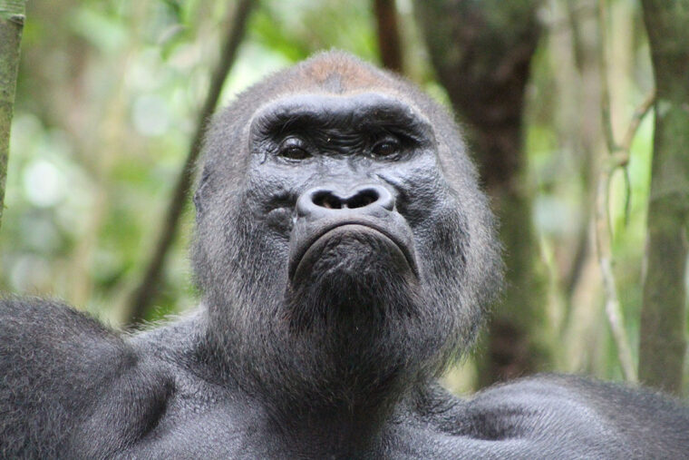 silverback gorilla