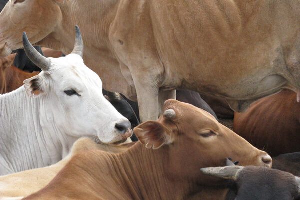 Milk pioneers: East African herders consumed milk 5,000 years ago