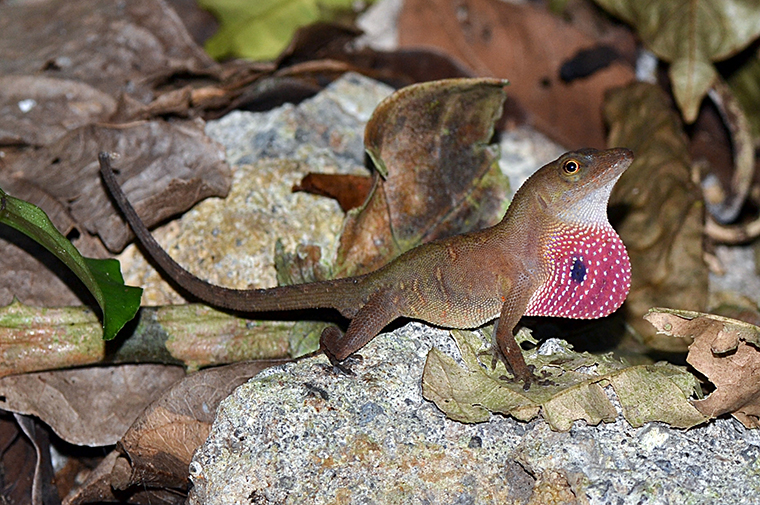 Anole lizard