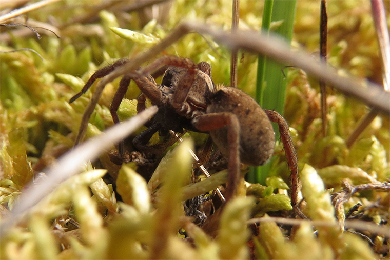 Wolf spider