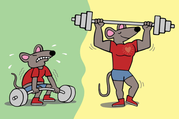 Gene therapy in mice builds muscle, reduces fat